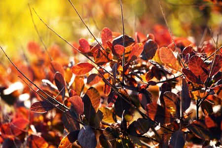 Beautiful autumn leavesの写真素材