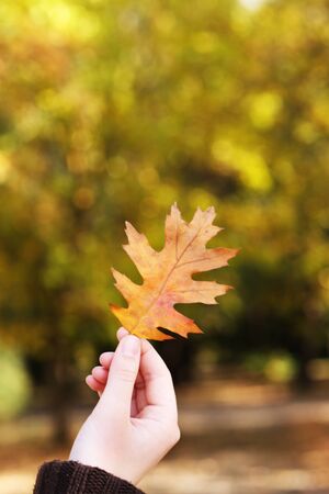 Beautiful autumn leaf in hand on nature backgroundの写真素材