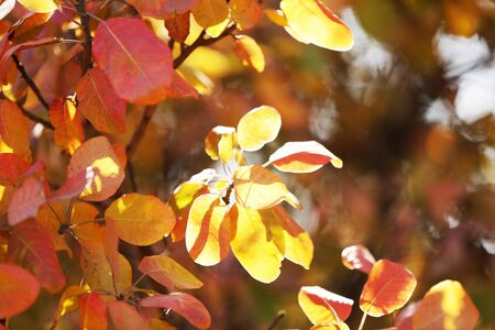 Beautiful autumn backgroundの写真素材