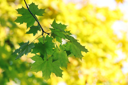 Beautiful autumn leavesの写真素材