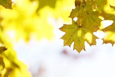 Beautiful autumn leavesの写真素材