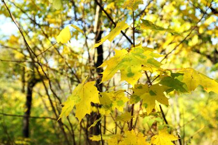 Beautiful autumn leaves
