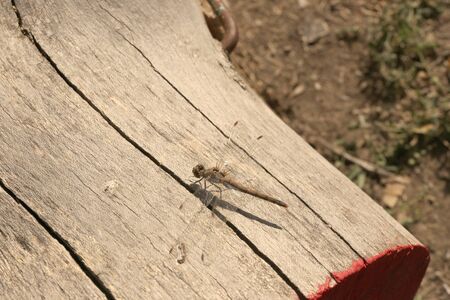 Dragonfly sitting on pine wood log on natural backgroundの写真素材