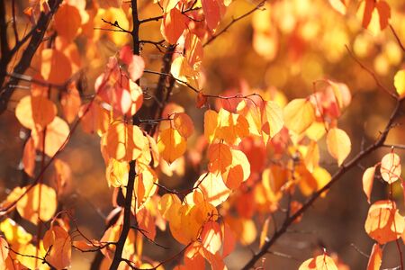 Beautiful autumn backgroundの写真素材