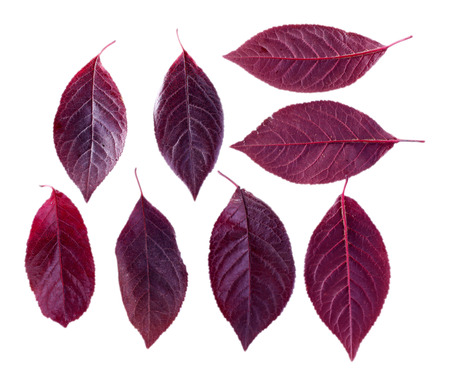 Leaves isolated on white