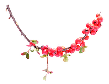 Cotoneaster branch isolated on white