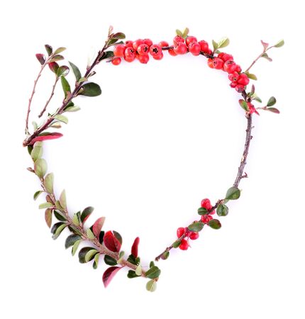 Cotoneaster branch isolated on white