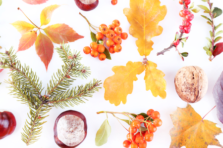 Leaves, chestnuts and ashberries isolated on whiteの写真素材