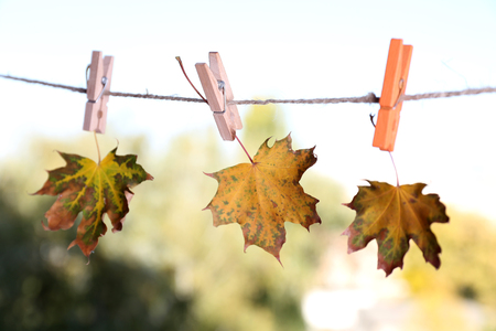 Leaves hanging on rope on natural backgroundの写真素材