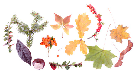 Leaves, chestnuts and ashberries isolated on whiteの写真素材
