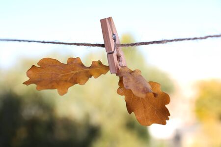 Oak leaves hanging on rope on natural backgroundの写真素材