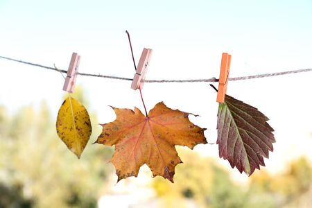 Leaves hanging on rope on natural background