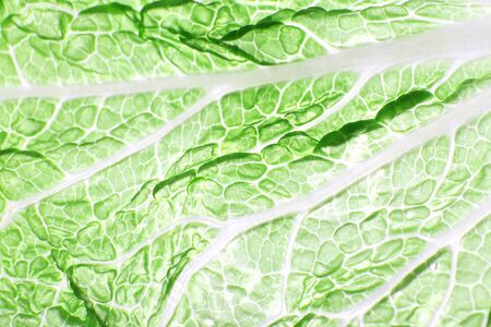 Green cabbage leaf background