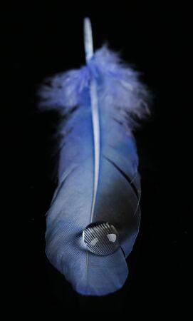 Beautiful feather with water drop on black backgroundの写真素材