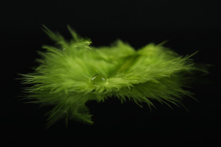 Beautiful feather with water drop on black backgroundの写真素材