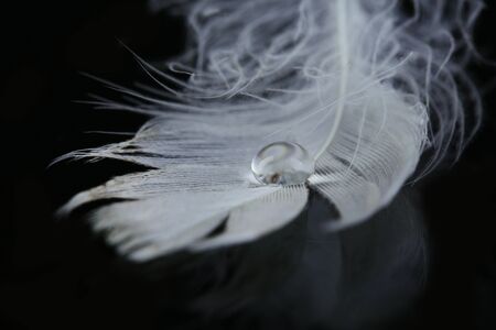 Beautiful feather with water drop on black background