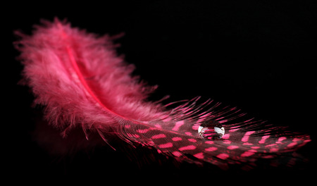 Beautiful feather with water drop on black backgroundの写真素材