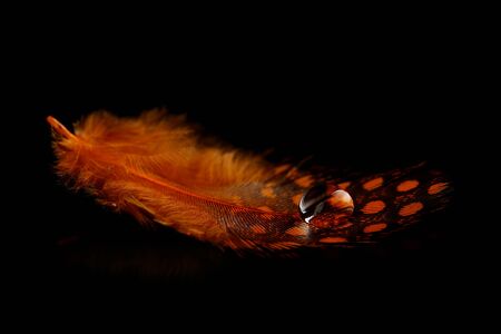 Beautiful feather with water drop on black backgroundの写真素材
