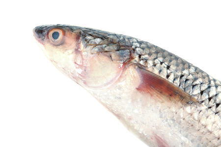 Fresh fish isolated on white