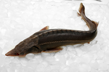 Fresh fish on iceの写真素材