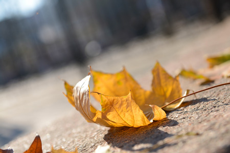 Beautiful autumn leaves on road
