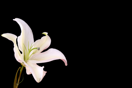 Beautiful lily isolated on blackの写真素材