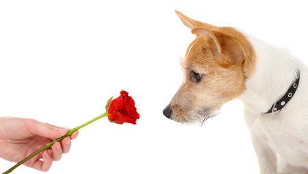 Funny little dog Jack Russell terrier with red rose, isolated on whiteの写真素材