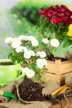 Rustic table with flowers, pots, potting soil, watering can and plants. Planting flowers conceptの写真素材