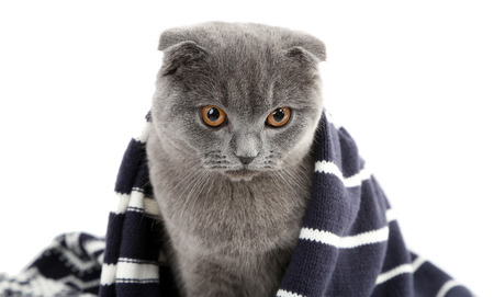 British cat wrapped in plaid isolated on whiteの写真素材