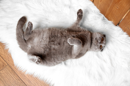 British short hair cat lying on back on fur rug on wooden backgroundの写真素材