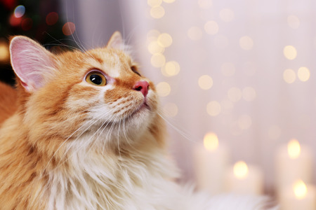 Lovable red cat on lights backgroundの写真素材