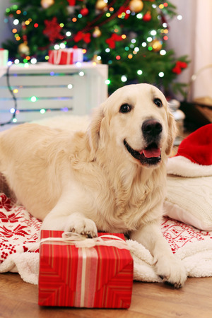 Labrador lying on plaid with present box on wooden floor and Christmas decoration backgroundの写真素材
