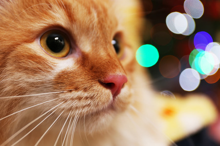 Portrait of lovable red cat on bright backgroundの写真素材