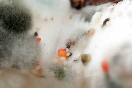 Mold, macro view