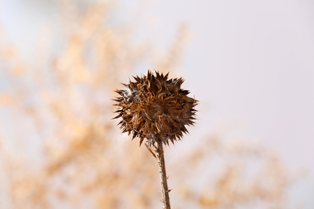 Dried wildflowers on light backgroundの写真素材