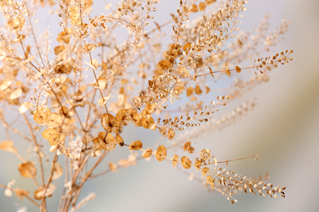 Dried wildflowers on light backgroundの写真素材