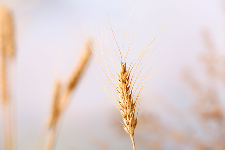 Dried wildflowers on light background