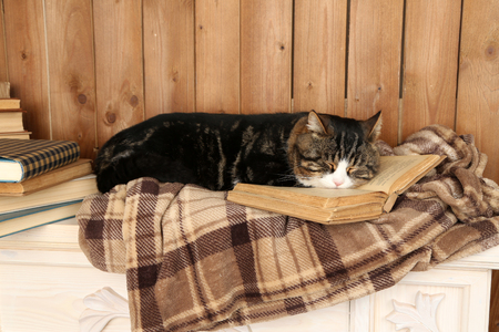 Cute cat lying with book on plaid の写真素材