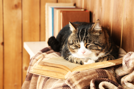 Cute cat lying with book on plaid の写真素材