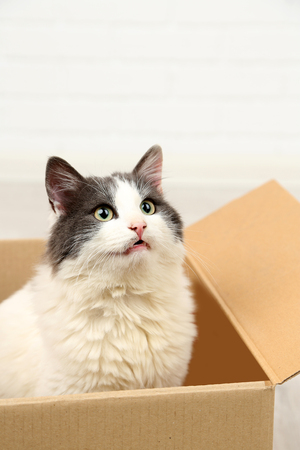 Cute cat sitting in cardboard boxの写真素材