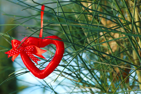 Bush with heart decoration on nature backgroundの写真素材