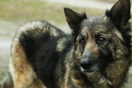 Mongrel dog outdoors