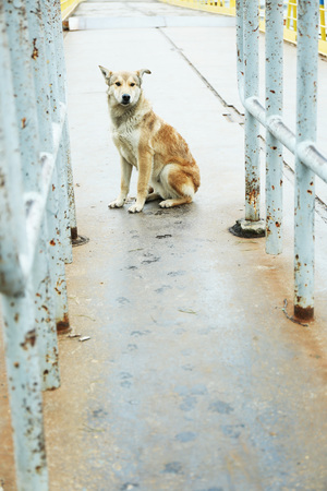 Mongrel dog outdoorsの写真素材