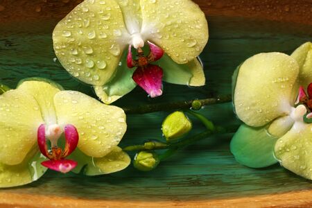 Beautiful orchid flowers in water close-upの写真素材