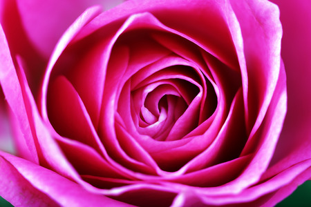 Beautiful pink rose close upの写真素材
