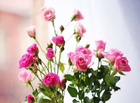 Beautiful pink roses on bright background