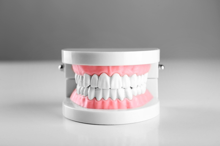 Plastic human teeth models isolated on white