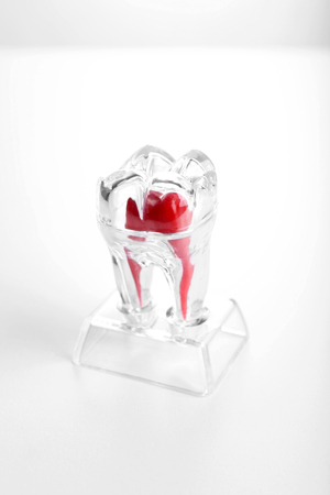 Human tooth model isolated on whiteの写真素材