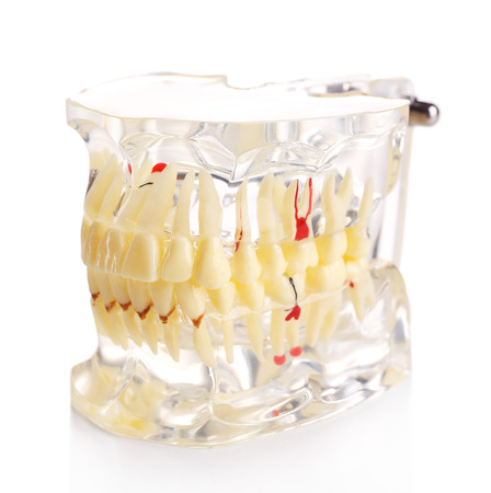 Plastic human teeth models isolated on white