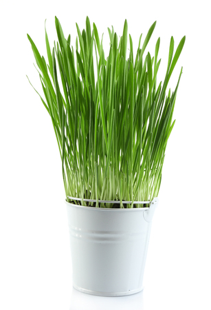 Fresh green grass in small metal bucket, isolated on whiteの写真素材